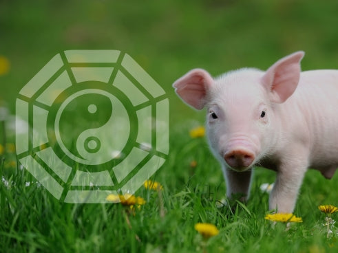 what does the pig mean in chinese new year