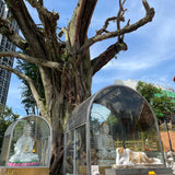 Master Monk Boonrai’s Blessing & Prayer Services