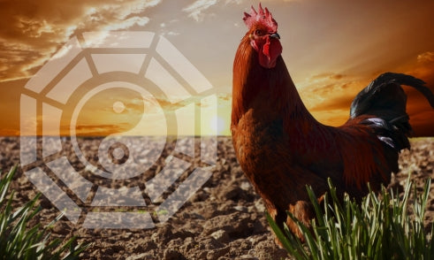 What Does Rooster Mean in Bazi Chart?