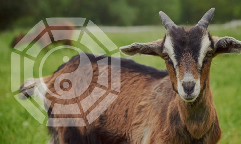 What Does Goat Mean in Bazi Chart?