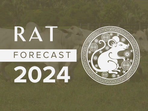 Rat Horoscope 2024 Forecast