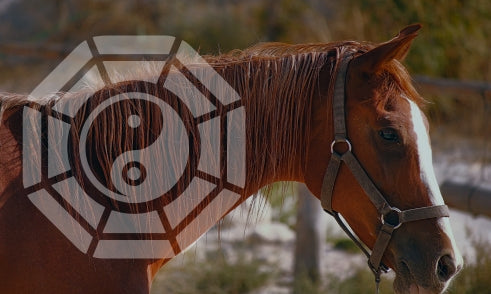 What Does Horse Mean in Bazi Chart?
