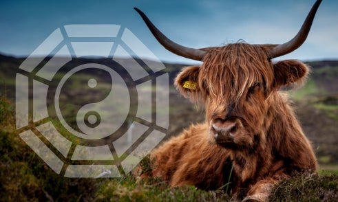 What Does Ox Mean in Bazi Chart?
