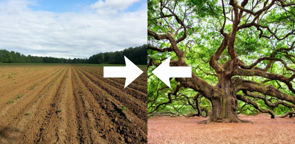 What Happens When Earth Clashes with Wood?