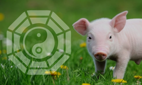 What Does Pig Mean in Bazi Chart?