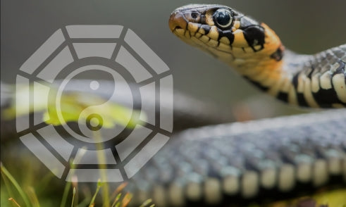What Does Snake Mean in Bazi Chart?