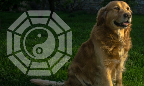 What Does Dog Mean in Bazi Chart?