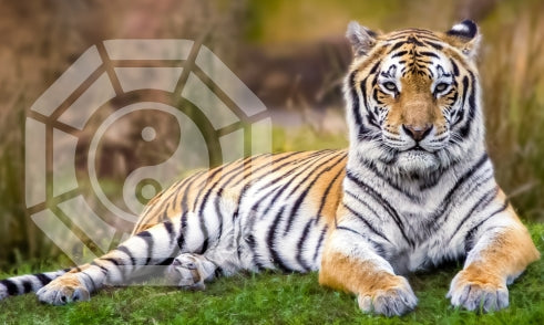 What Does Tiger Mean in Bazi Chart?