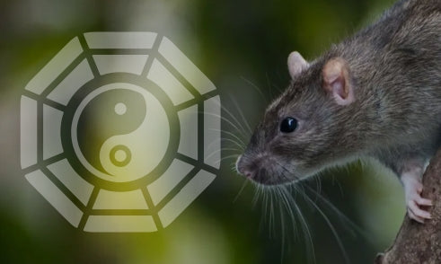 What Does Rat Mean in Bazi Chart?